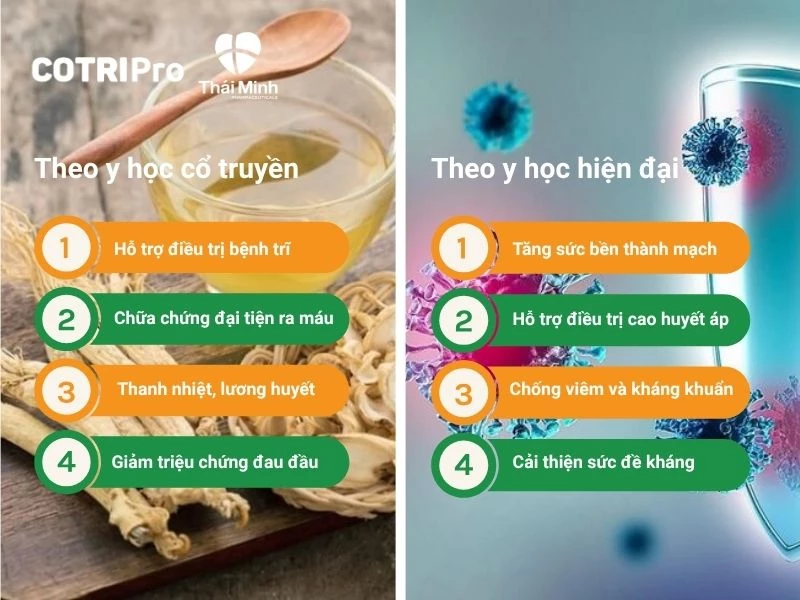 Hoa hòe tác dụng điều trị bệnh